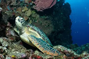 Bunaken Island - Reefscapes