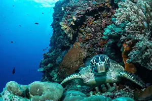 Underwaterphotography Prints: Bunaken Island - Reefscapes