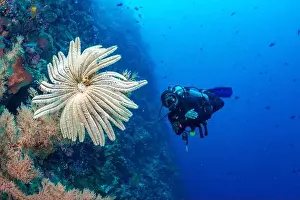Underwaterphotography Prints: Bunaken Island - Reefscapes