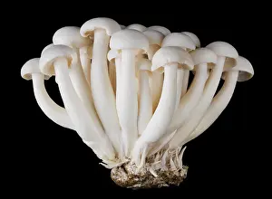 Fungi Prints: Bunapi shimeji, white beech mushrooms