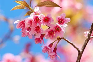 Sakura Prints: A bunch of blooming sakara flowers