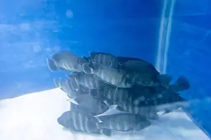 Underwater Diving Prints: bunch of fish in clear blue water from different angle