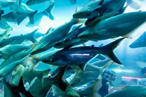Underwater Diving Prints: bunch of fish in clear blue water from different angle