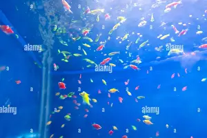 Underwater Diving Prints: bunch of fish in clear blue water from different angle