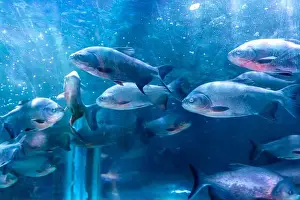 Underwater Diving Prints: bunch of fish in clear blue water from different angle