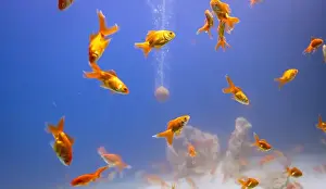 Underwater Diving Prints: bunch of fish in clear blue water from different angle