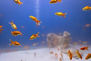 Underwater Diving Prints: bunch of fish in clear blue water from different angle