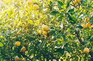 Botanical Garden Prints: Bunch of fresh ripe lemons on a lemon tree in sunny garden. Turkey