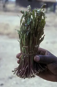 Chew Prints: A bunch of Miraa or Khat being offered for sale in Meru market Kenya East Africa