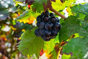 Bunch of purple grapes hanging on vine stock at wine yard, plantation in Spain