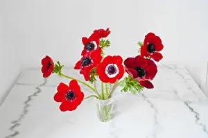 Poppy Prints: a bunch of red poppies in a glass vase