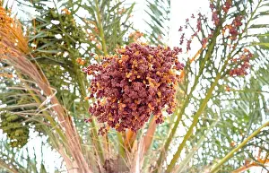 Tunisia Prints: Bunch of ripe red dates on a date palm, urban gardening, gardens and landscaping