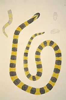 Venomous Prints: Bungarum Pamah, pub. 1796 (hand coloured engravings)
