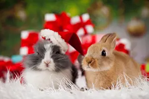 Imitation Prints: Bunny with Rabbit, christmas red Santa hat on winter decoration