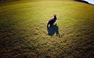 View From Behind Prints: Bunny rabbit hopping through grass on sunny day