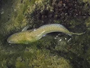 Lies Prints: Burbot (Lota lota) lies flat on sandy
