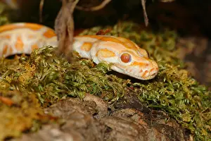 Reptiles Prints: Burmese python, Indian python (Python molurus), albino, portrait
