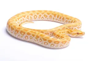 Constrictor Prints: Burmese python, Python bivittatus, labyrint albino