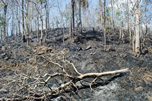 Rain Forest Prints: Burning forest for rubber plantation in Mondulkiri Cambodia