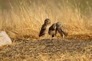 Kissing Prints: Burrowing owl juvenile kissing Mom