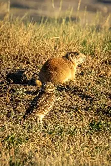 Two Animals Prints: Burrowing Owl with a Prairid Dog