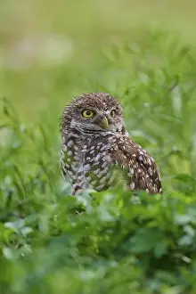 Strigidae Prints: Burrowing owl (Speotyto cunicularia)