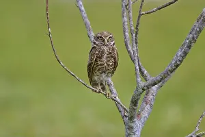 Watches Prints: Burrowing owl (Speotyto cunicularia)