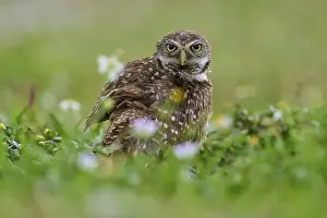 Watches Prints: Burrowing owl (Speotyto cunicularia)