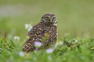 Watches Prints: Burrowing owl (Speotyto cunicularia)