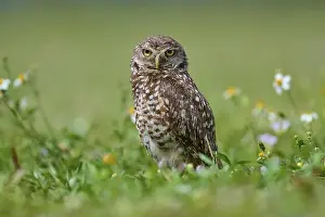Watches Prints: Burrowing owl (Speotyto cunicularia)