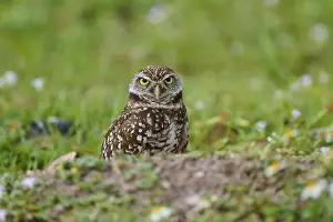 Strigiformes Prints: Burrowing owl (Speotyto cunicularia)