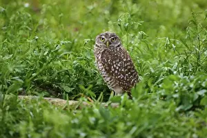 Strigidae Prints: Burrowing owl (Speotyto cunicularia)