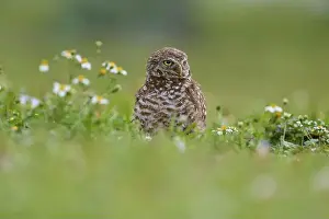 Strigiformes Prints: Burrowing owl (Speotyto cunicularia)
