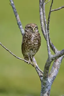 Watches Prints: Burrowing owl (Speotyto cunicularia)