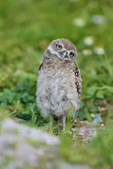 Strigidae Prints: Burrowing Owl (Speotyto cunicularia)