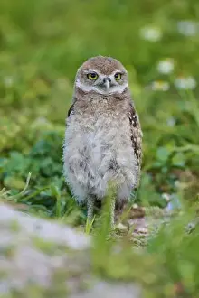 Strigidae Prints: Burrowing Owl (Speotyto cunicularia)