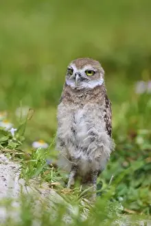 Strigiformes Prints: Burrowing Owl (Speotyto cunicularia)