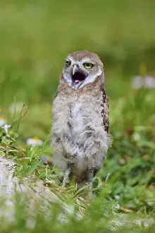 Strigiformes Prints: Burrowing Owl (Speotyto cunicularia)