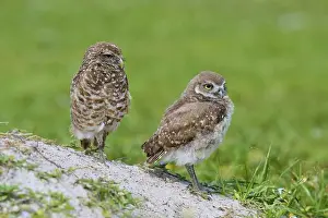 Breeding Grounds Prints: Burrowing Owl (Speotyto cunicularia)