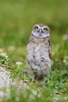 Young Animal Prints: Burrowing Owl (Speotyto cunicularia)
