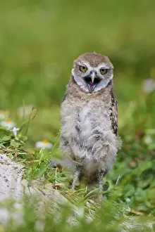 Owls Prints: Burrowing Owl (Speotyto cunicularia)