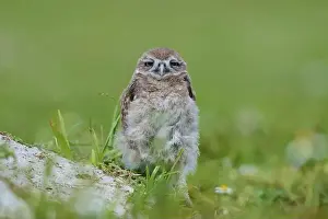 Young Animal Prints: Burrowing Owl (Speotyto cunicularia)