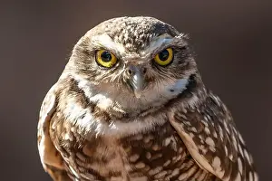 Brown Field Prints: A Burrowing Owl in Tucson, Arizona