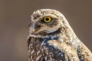 Brown Field Prints: A Burrowing Owl in Tucson, Arizona