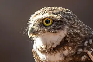 Tucson Prints: A Burrowing Owl in Tucson, Arizona