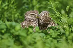 Strigidae Prints: Two burrowing owls (Speotyto cunicularia) sitting together in the meadow and cuddling