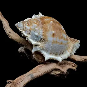 Driftwood Prints: Bursa spinosa shell on driftwood black background