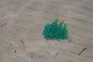 Outside Plant Prints: Bush of a bright green colored seaweed