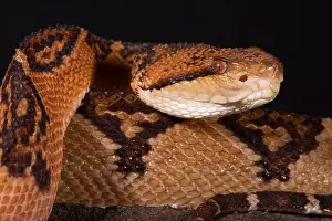 Pitviper Prints: The Bushmaster (Lachesis muta) is a giant pitviper species found in the rainforests of South America