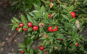 Pods Prints: Butcher's Broom, Ruscus aculeatus, with ripe berries in late summer. Female plant
